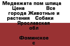 Медвежата пом шпица › Цена ­ 40 000 - Все города Животные и растения » Собаки   . Ярославская обл.,Фоминское с.